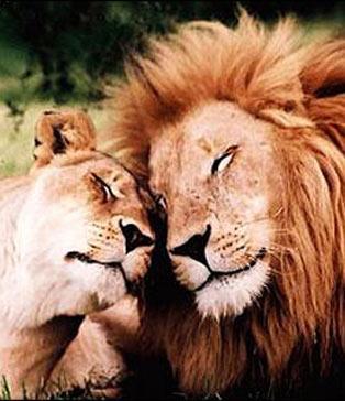 可爱的动物之间的情感交流图片