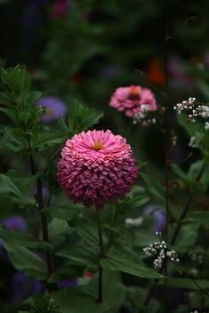 百日草花束