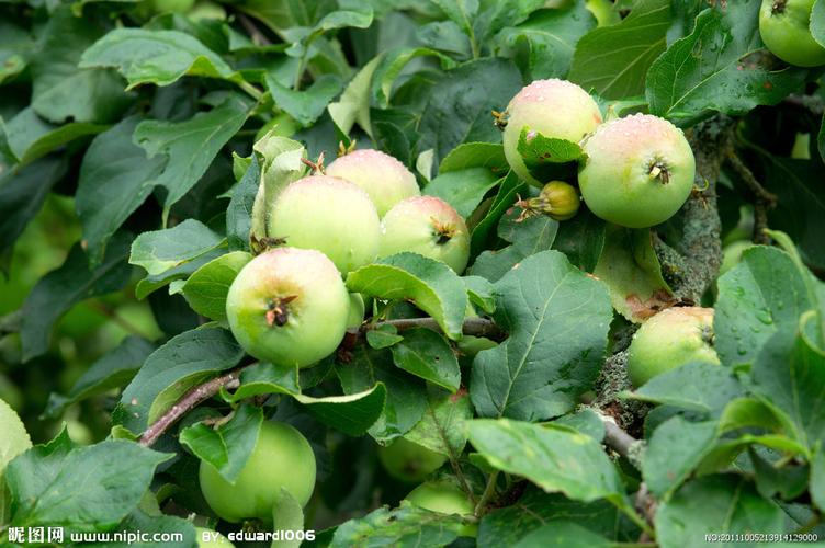 绿色果子图片