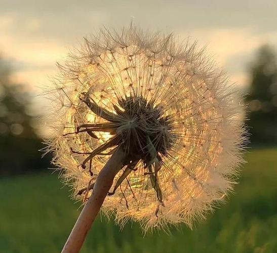 夕阳的余晖落在蒲公英上很唯美