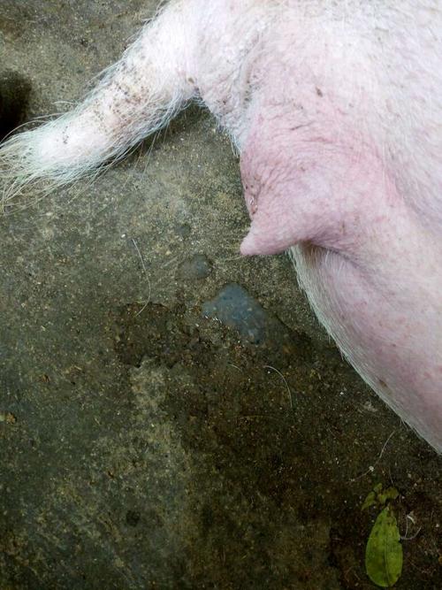 空怀母猪:看图,是否正常发情?能配否