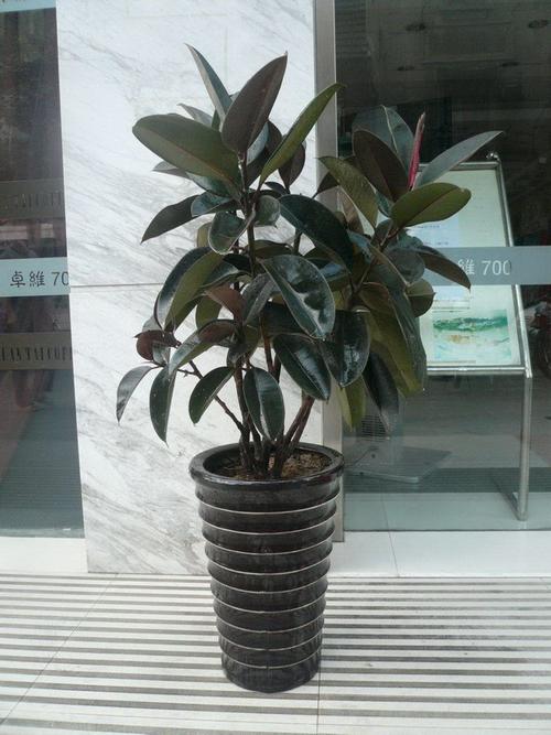 橡皮树养护技巧及繁殖方法