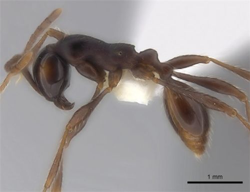 宾氏双节行军蚁aenictusbinghami