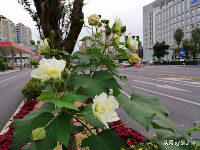 成都的芙蓉花开好了一组高清实景图奉上
