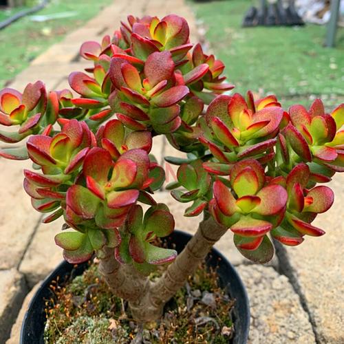 姬红花月 红叶玉树老桩多肉植物群生多头云南露养昆明