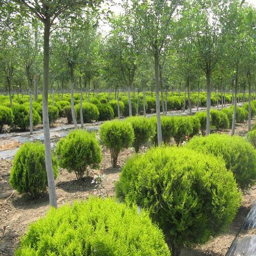 江苏富春园林苗圃种植基地.商品大图