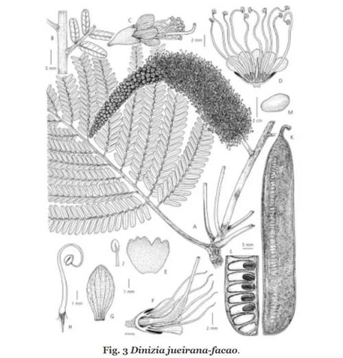 它貌似是"自成一派"的早期真核生物,它用鞭毛来运动,用像叉子一样细胞