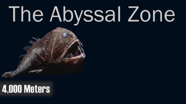 abyssalpelagic zone