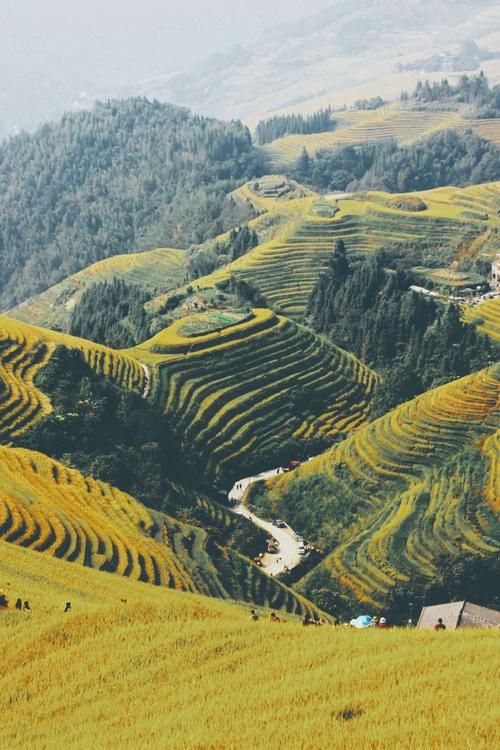 金秋,我和稻田的约定,天下美景龙脊梯田