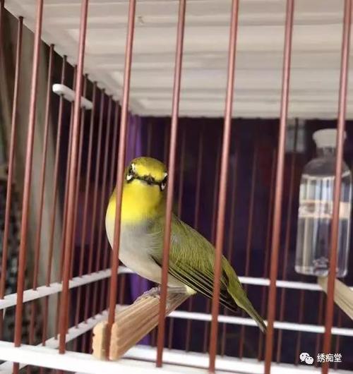 暗绿绣眼鸟选公母杂谈