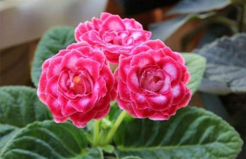 【赏花】大岩桐