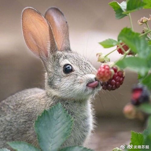 一些超可爱小动物的图片