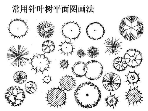 常用针叶树平面图画法