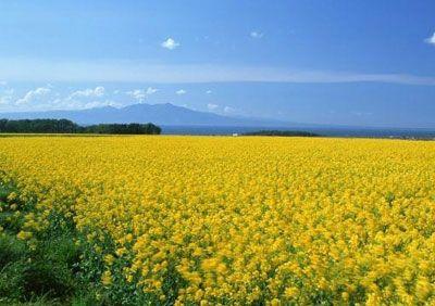 观赏期:3月下旬到4月中旬   奉贤区庄行镇金色田园的近万亩油菜花