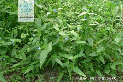 鸭跖草