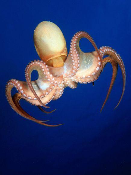 章鱼被认为是活着的无脊椎动物中最聪明的