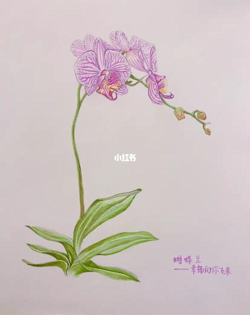 彩铅花卉之蝴蝶兰_彩铅_花卉_蝴蝶兰_花语_彩铅花卉_兴趣爱好_绘画