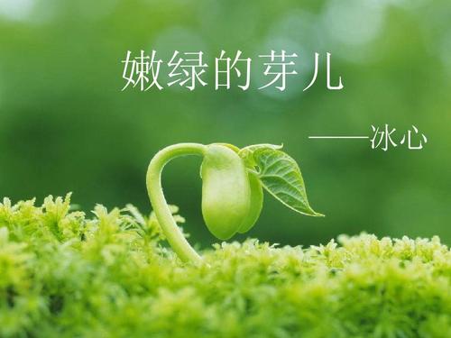嫩绿的芽儿 ——冰心