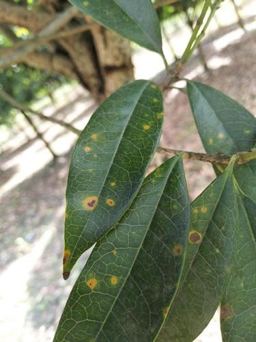 【新技术新材料】桂花常见病虫害的危害特点及防治策略