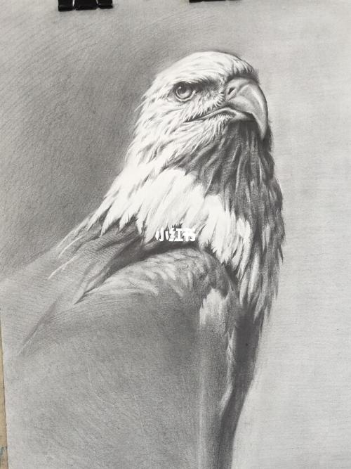 老鹰素描_素描_文化_绘画