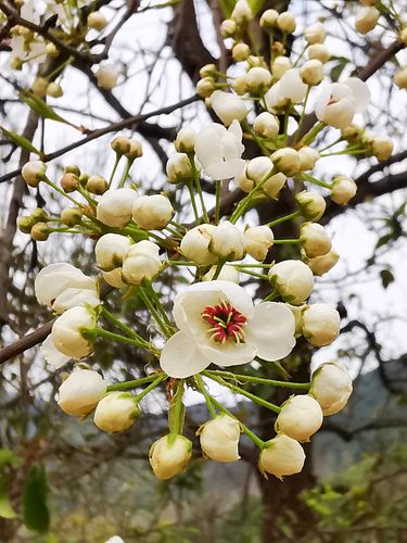 【一树梨花俏满园】～欣赏摄影师女友镜头下的青秀山早春梨花