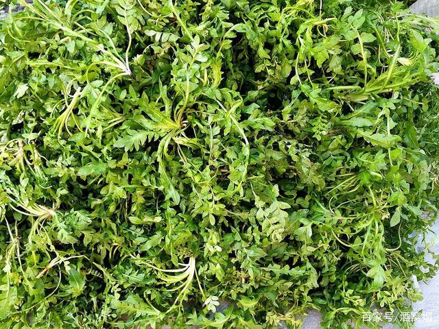 东北大山里的山野菜