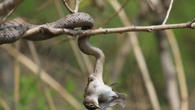 这群候鸟可是蝮蛇唯一能作为充饥的食物了,正是这样的情境下,蝮蛇逐渐
