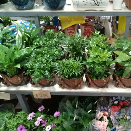 董事长办公室会议桌和会议室可放两盆这样的绿植,一盆在25元左右