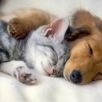 狗和猫的头像图片大全