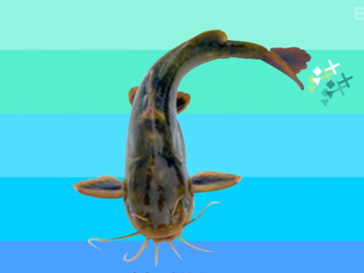 黄颡鱼