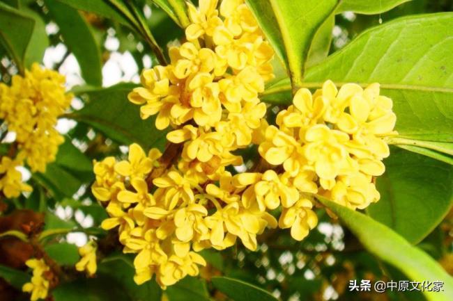 有关中秋节的习俗(中秋节除了吃月饼,赏月外)