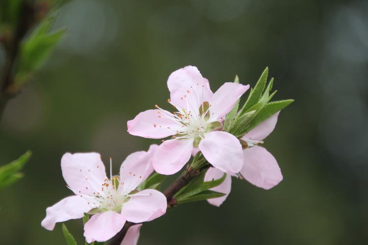 春天里的蜂与花