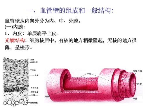 血管——结构
