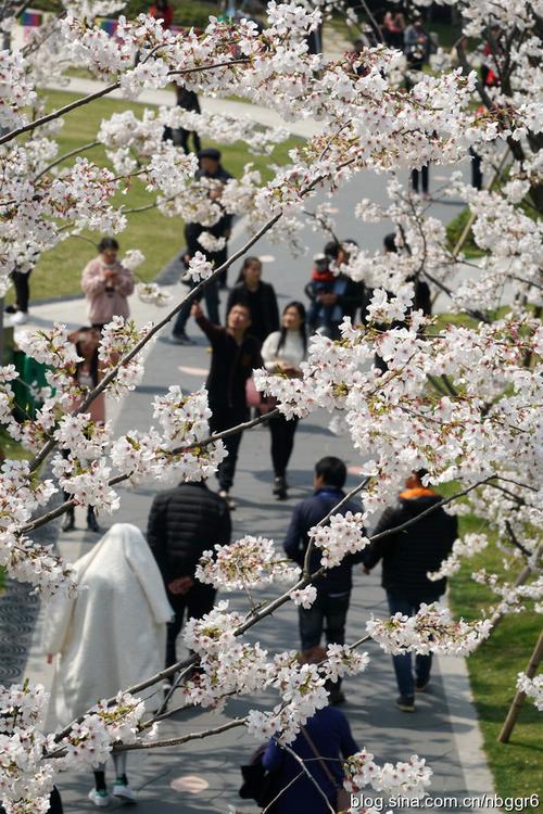 宁波樱花公园