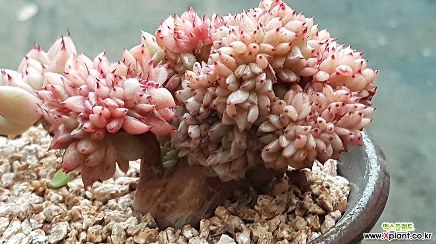 原始绿爪交配缀化 多肉植物