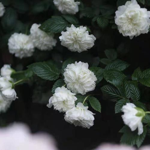 荼蘼花_白刺梅_悬钩子蔷薇花卉百科图片_培育种植__s
