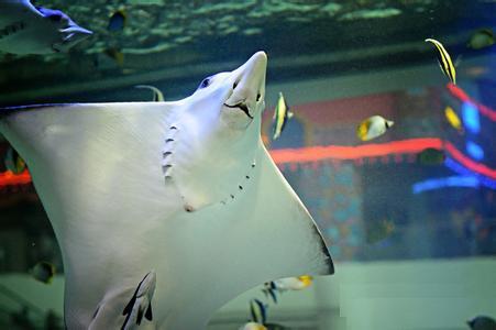 一种海洋生物的名字,扁的,很大(的鱼)?有像蝙蝠一样的