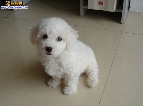 普通卷毛比熊犬多少钱一只