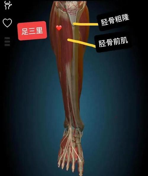 【位置】胫骨粗隆下端,在胫骨前肌的外侧缘,胫骨前肌和趾长伸肌之间