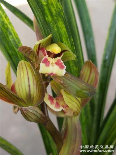 蕙兰虎斑3苗1花 - 中国兰花交易网