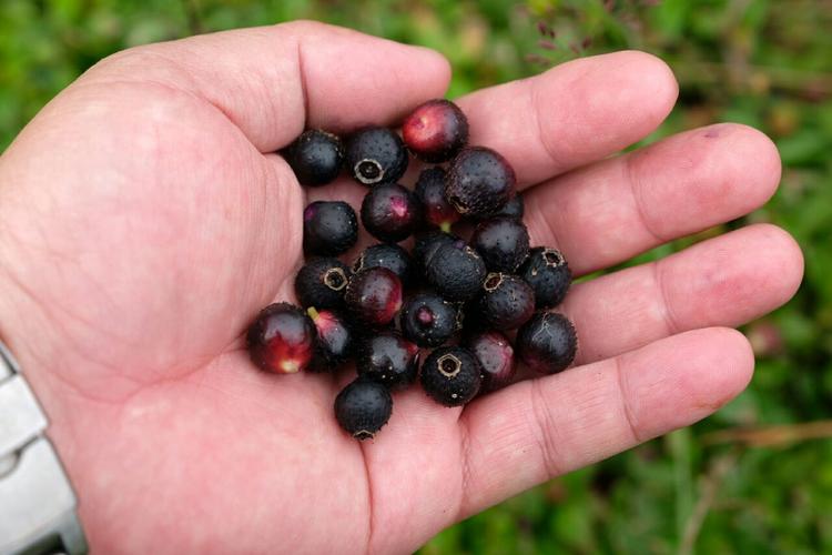 蒲雷子(地稔子), 好吃……! 