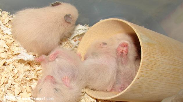 【金丝熊寿命】金丝熊可以活多久_饲养方法_图片_仓鼠_小宠_宠物百科