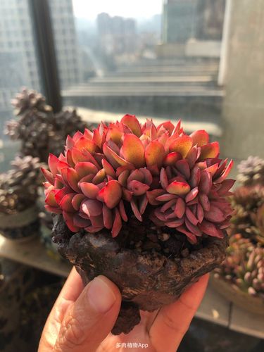 绮罗缀化