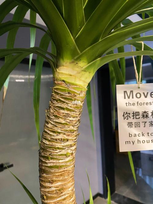 90最近发现龙血树的叶子尖黄了好多,一度以为它要不行了.