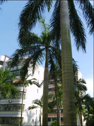 湛江·七月·槟榔树