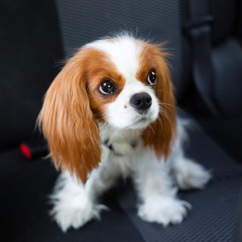 如此漂亮迷人的可卡犬,你有见过吗?(19张)