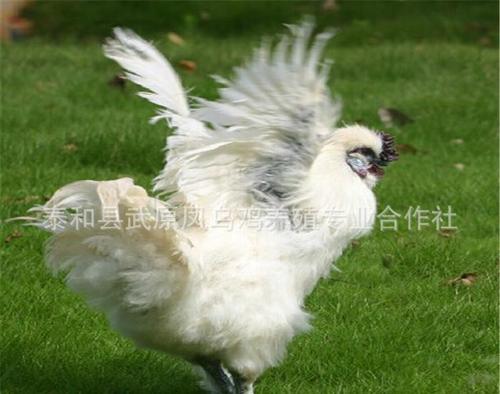 白毛乌鸡母鸡图片