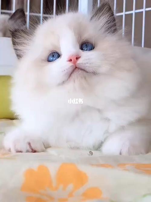 波斯系-海双布偶弟弟_布偶猫_无滤镜_宠物_猫