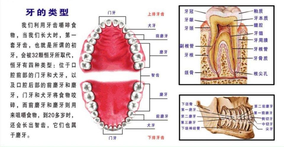 牙齿防护小知识