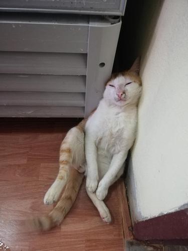 老挝所见 慎入!
